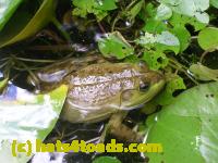 /home//u458753944/public_html/sourcegallery//Frogs/More bullfrogs/DSCN5260.JPG